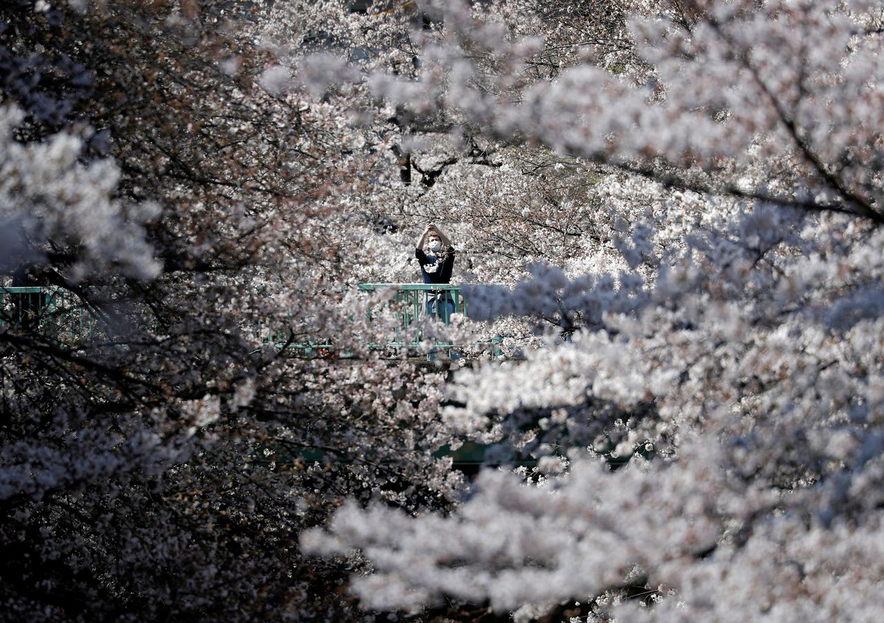 رجل يرتدي كمامة واقية يلتقط صورة بين أزهار الكرز المتفتحة وسط جائحة فيروس كورونا (كوفيد-19)، في طوكيو في اليابان، 23 مارس/آذار عام 2021. رويترز/إيسّيي كاتو.