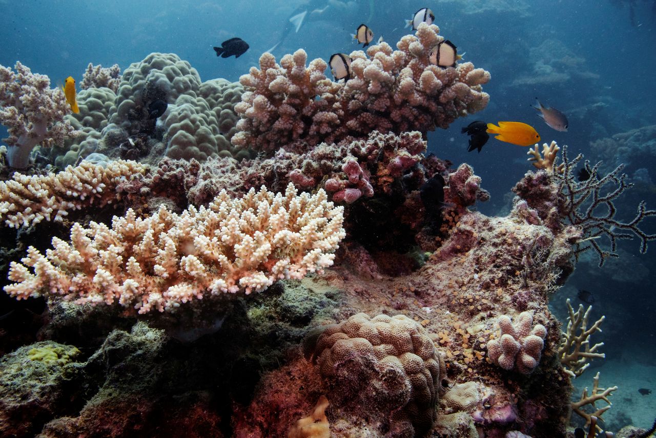جزء من الحاجز المرجاني العظيم في أستراليا بصورة من أرشيف رويترز.
