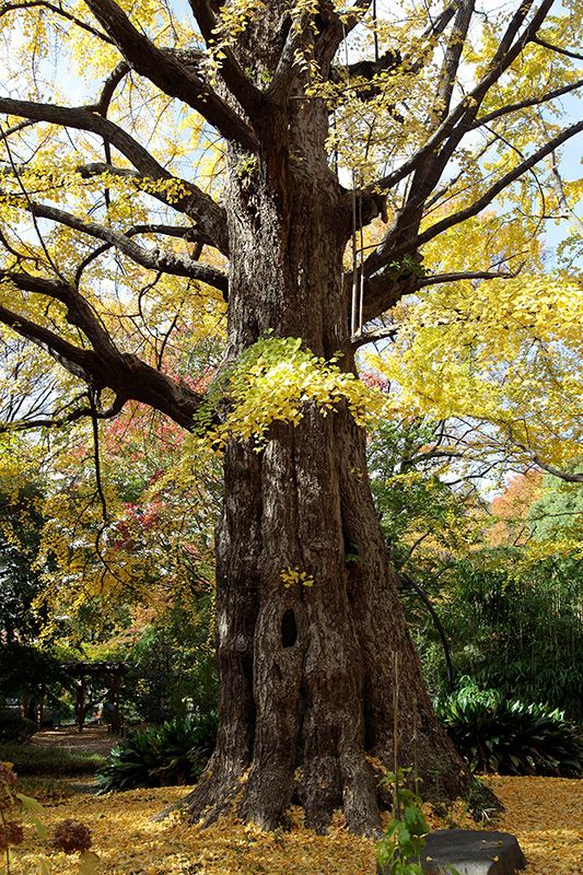 ثلاثة أشجار ضخمة بألوان الخريف الخلابة Nippon Com