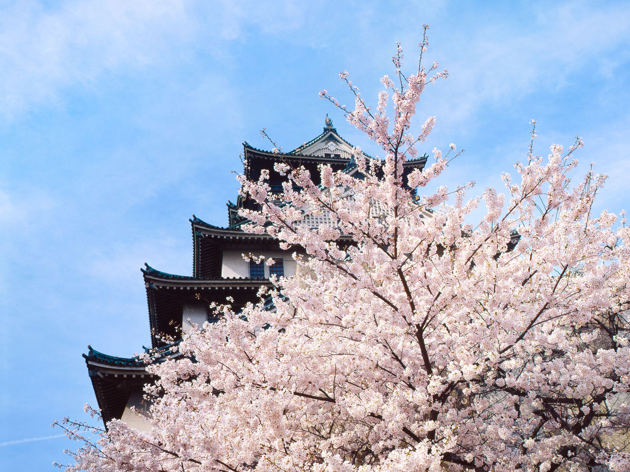 盛开的樱花和大阪城相映成趣