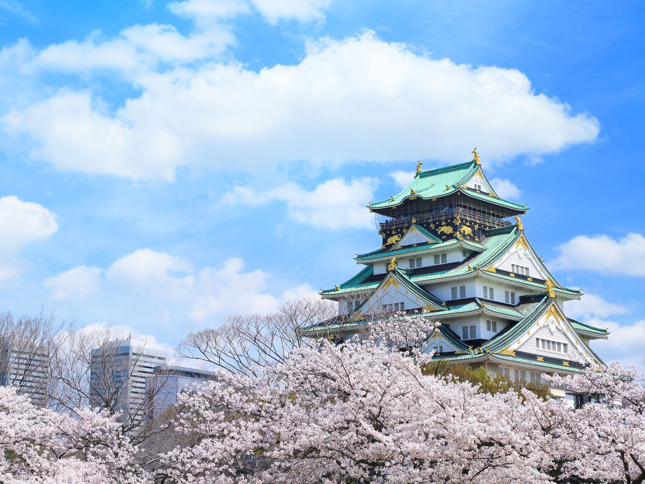 从西之丸公园拍摄的大阪城和樱花。蔚蓝的天空和淡粉色的樱花交相辉映