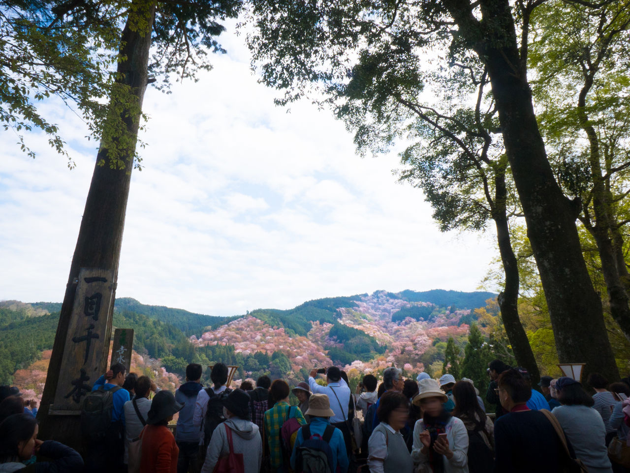 从世界遗产吉水神社远眺群山，切身体会“一目千树”的壮美