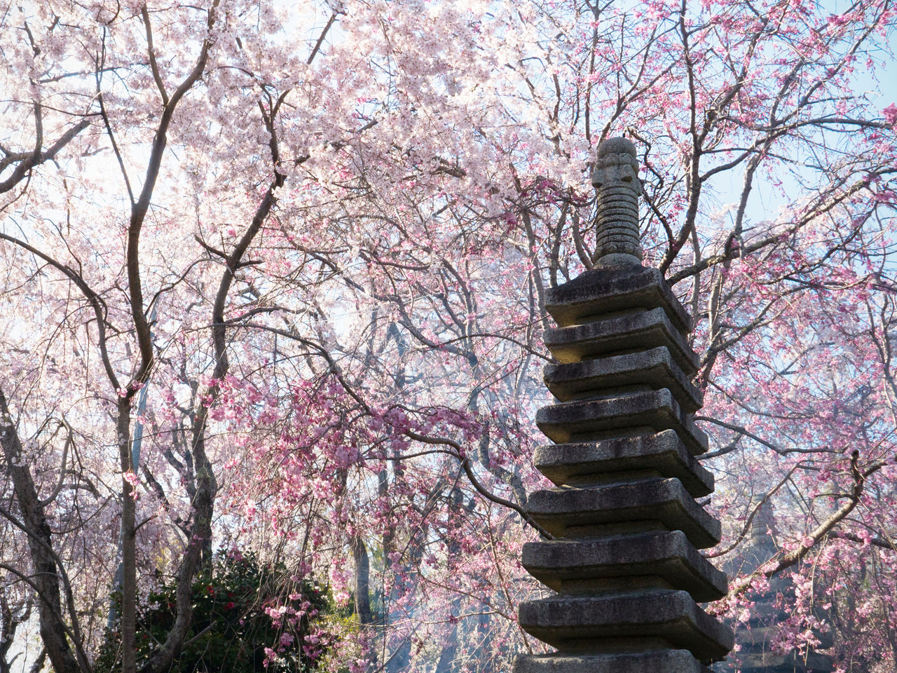 为了体现樱花的美，还专门修建了一座石塔