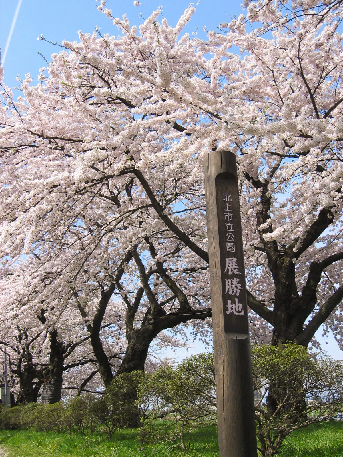 树龄超过90年的巨型樱树 ※借用图片（北上观光行业协会）