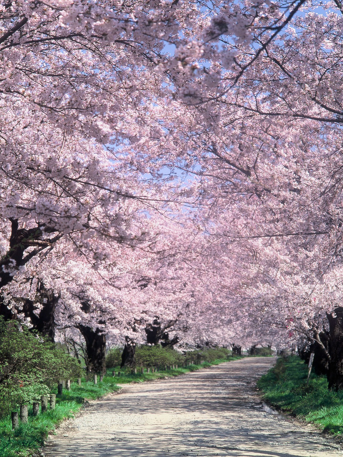道路两旁的樱树，构成一条美丽的花廊 ※借用图片（北上观光行业协会）