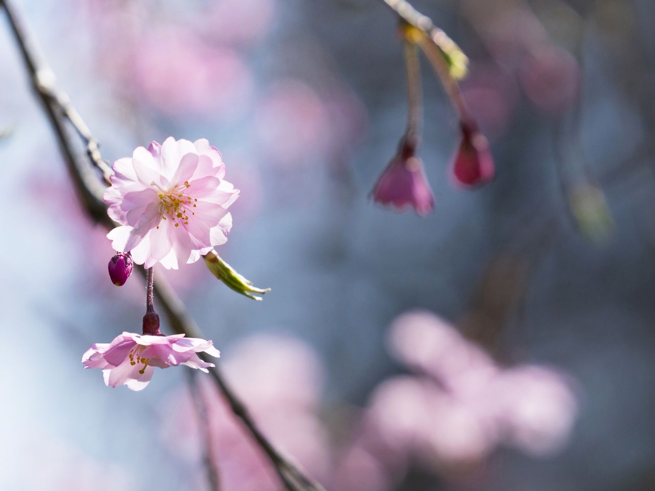 平安神宫的八重红枝垂樱。这里另种有染井吉野等樱花，赏樱佳期为4月上旬到中旬