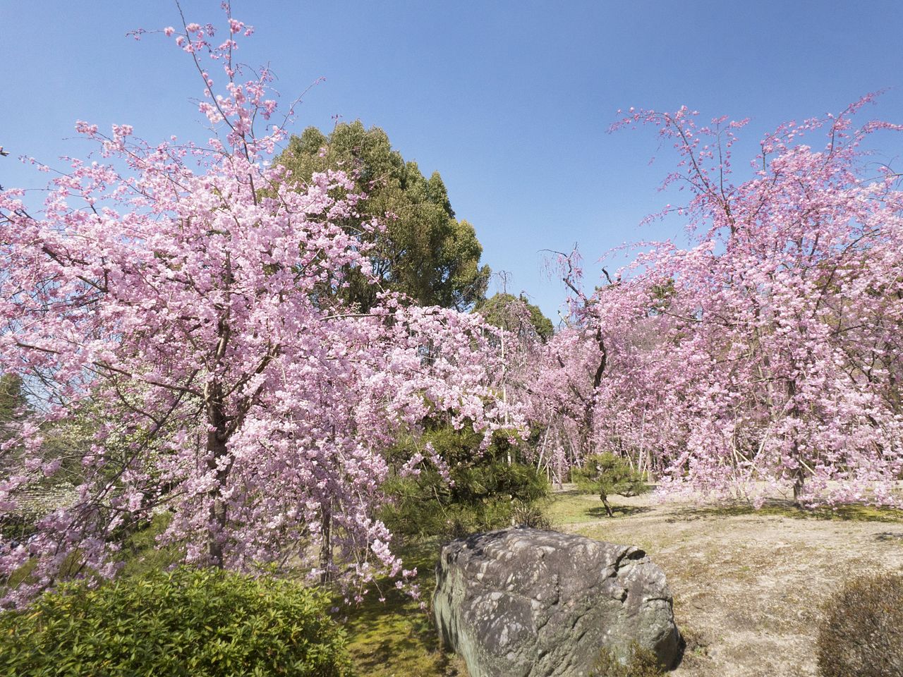 神苑里的樱树以八重红枝垂樱为主，约有150棵