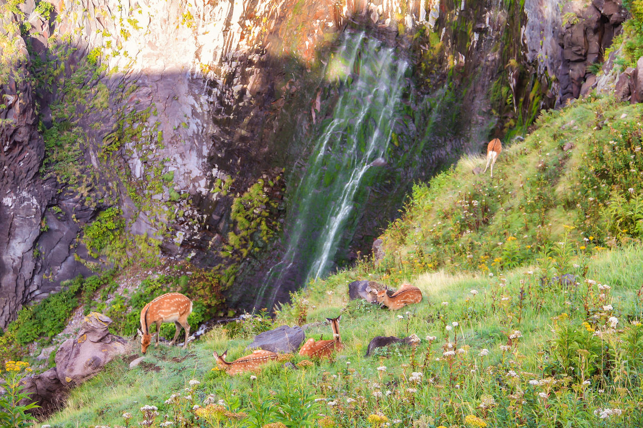 因为有蝦夷鹿出没而闻名　照片提供：知床斜里町观光协会