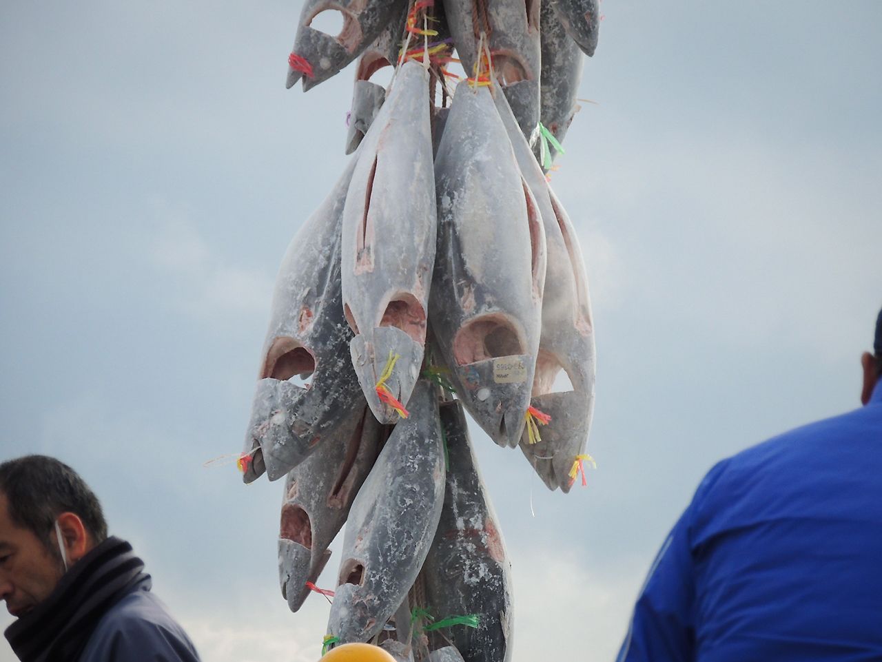 在烧津港，从渔船上卸下来的冷冻蓝鳍金枪鱼