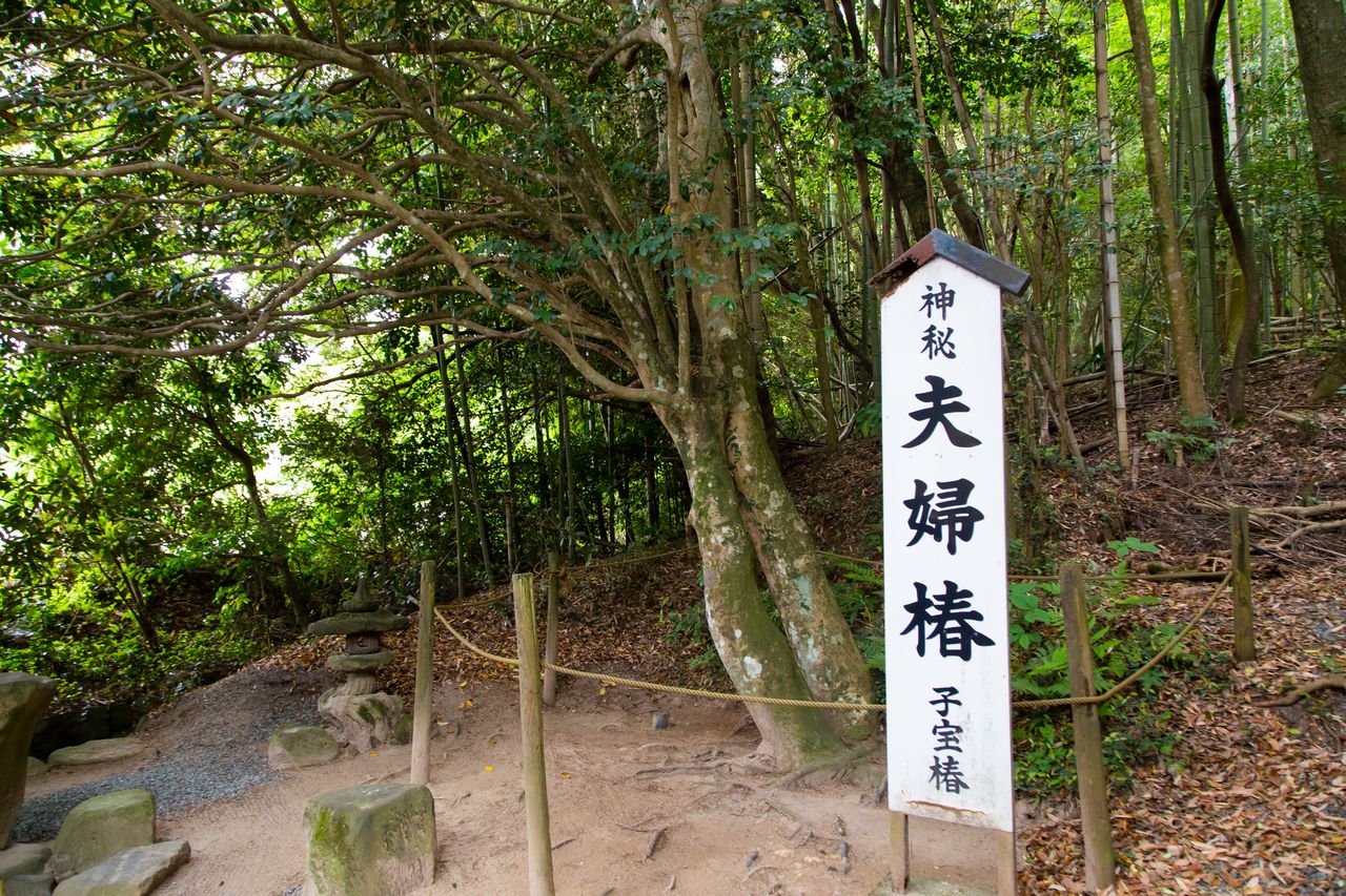 佐久佐女之森中的夫妻山茶树，呈相互依偎之态，被称作“子宝椿”