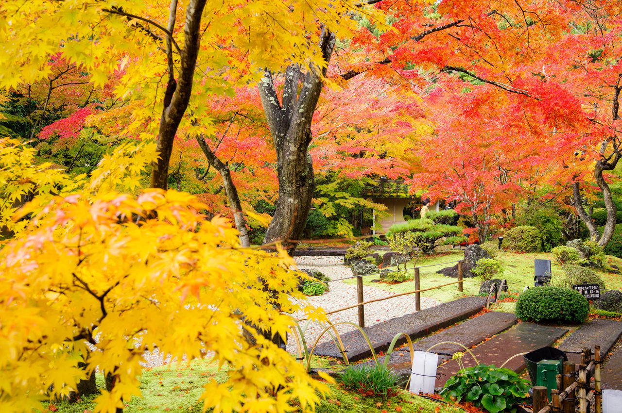 红叶季节，圆通院内的4座庭园，色彩灿烂绚丽　图片提供：圆通院