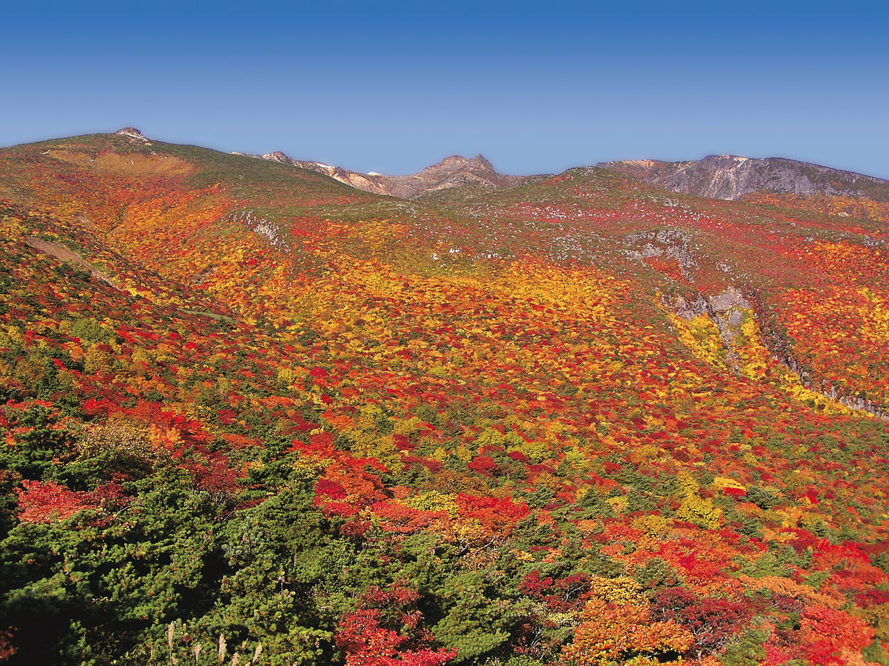 从药师岳全景观景台眺望“红叶地毯”　图片提供：二本松市观光科