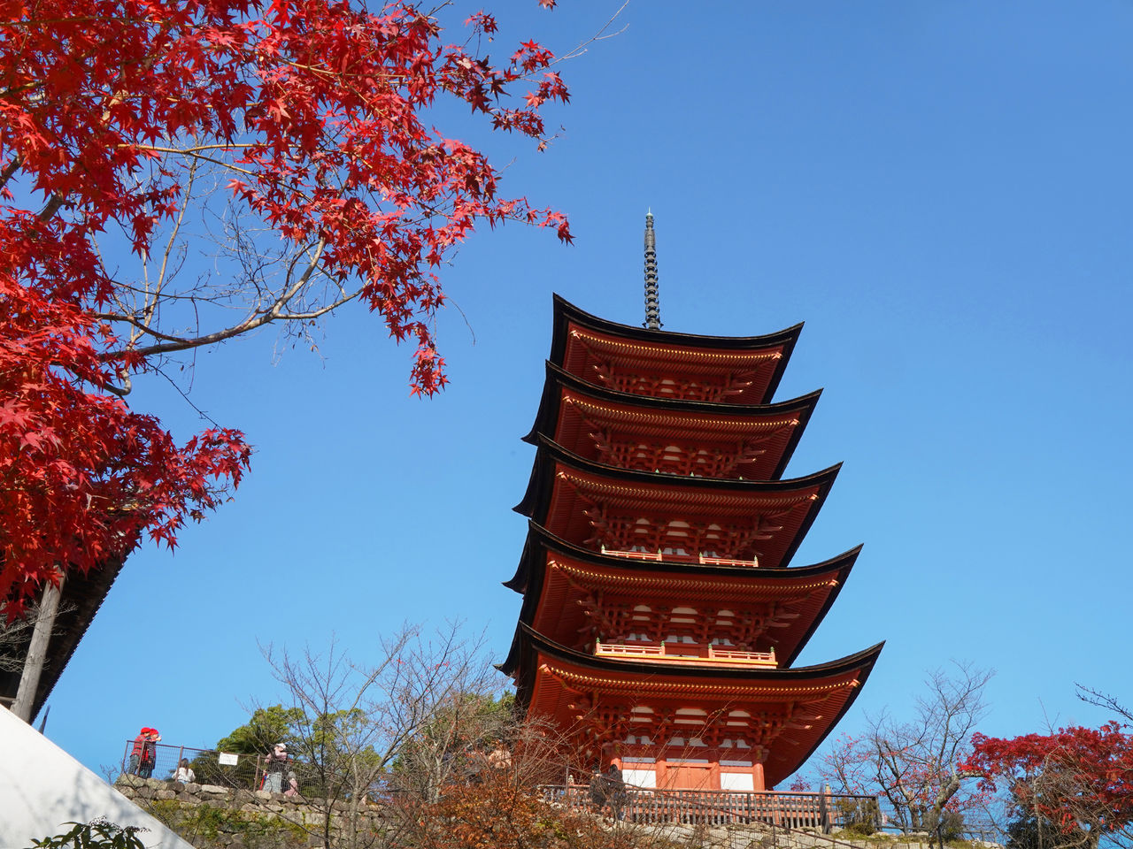 透过枫叶，仰望丰国神社的五重塔