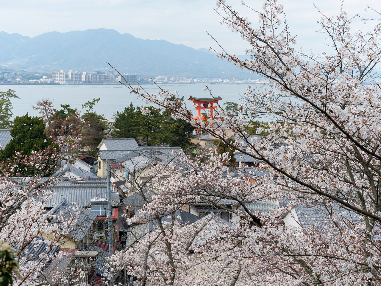 樱花季节的宫岛美景也不可错过