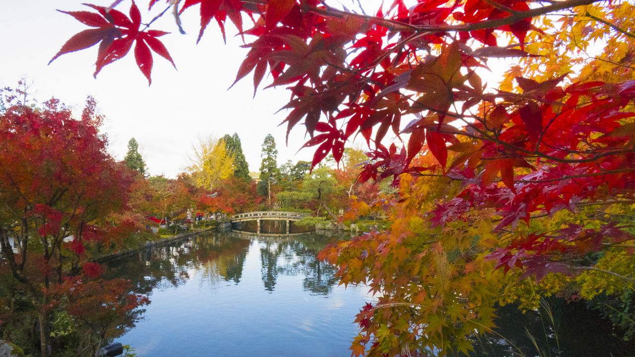 放生池水中嬉戏的锦鲤和岸边的秋叶相映成趣。红叶与多宝塔（标题图片），一起构成永观堂的秋季美景