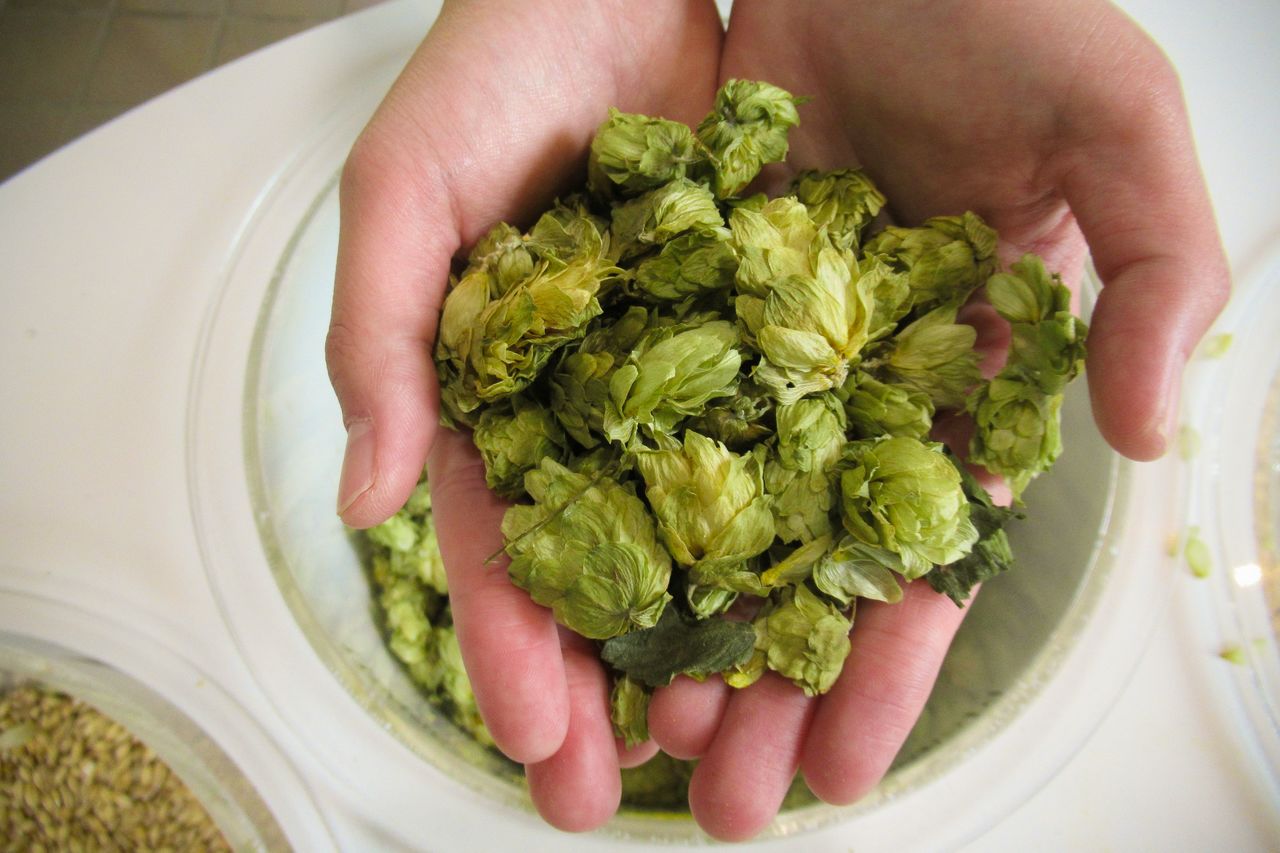 啤酒的原料之一——啤酒花，闻香　图片提供：麒麟啤酒仙台工厂