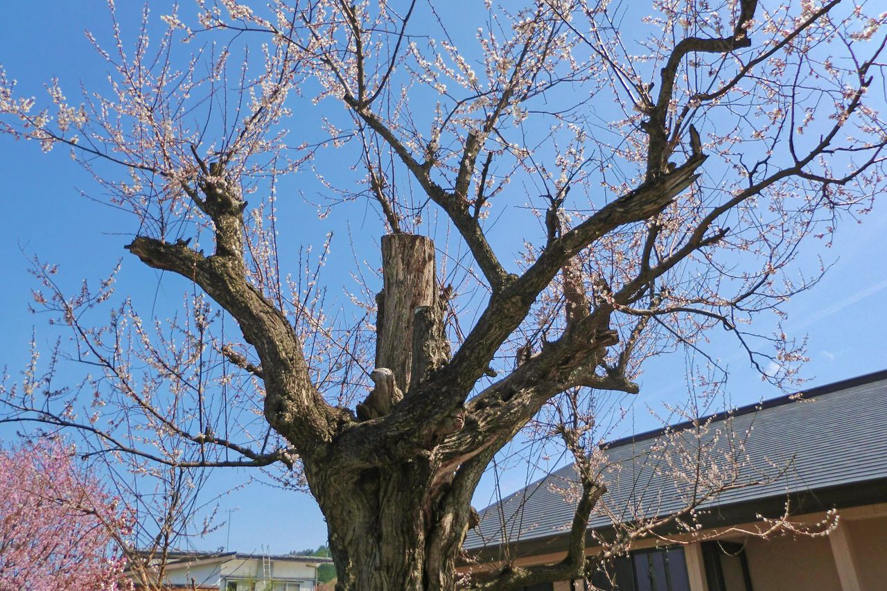 正传寺入口附近一棵风姿不凡的古梅树  图片提供：横手市观光协会