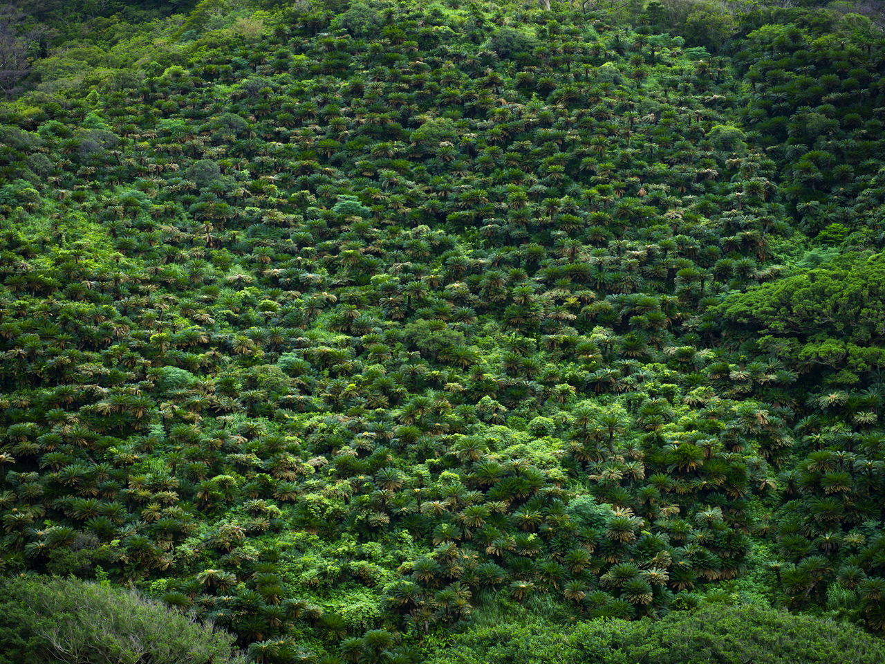 如此广茂的苏铁林非常罕见。战时，它还被用作食物