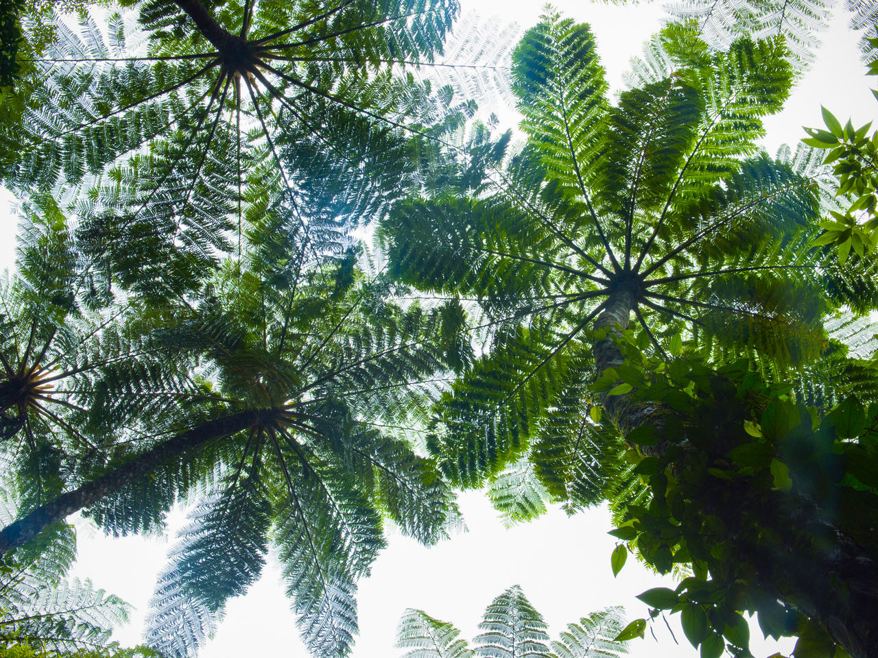 从下方仰望笔筒树的枝叶