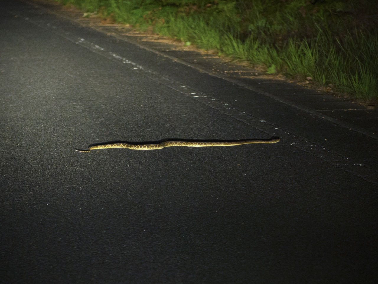 极具毒性的黄绿原矛头蝮是夜行动物,因此天黑后在外散步时要特别小心
