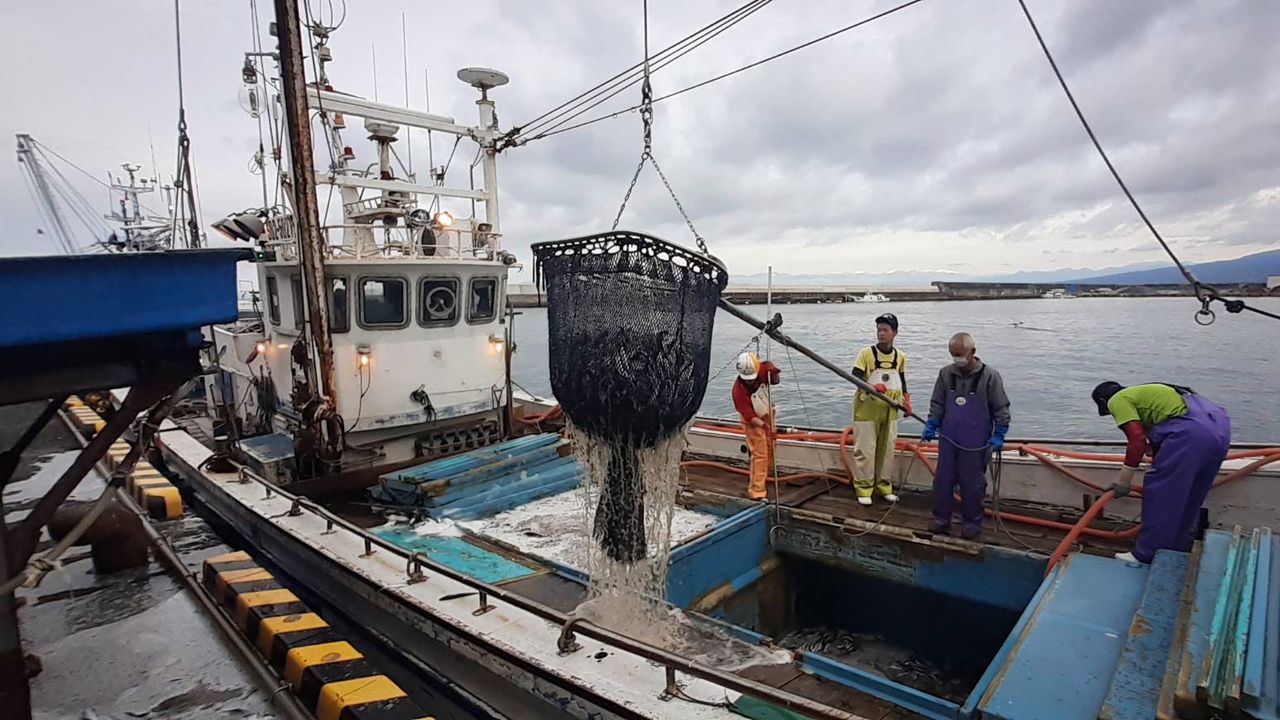 远东拟沙丁鱼正从沼津港渔船的活水仓卸货上岸（图片：笔者）