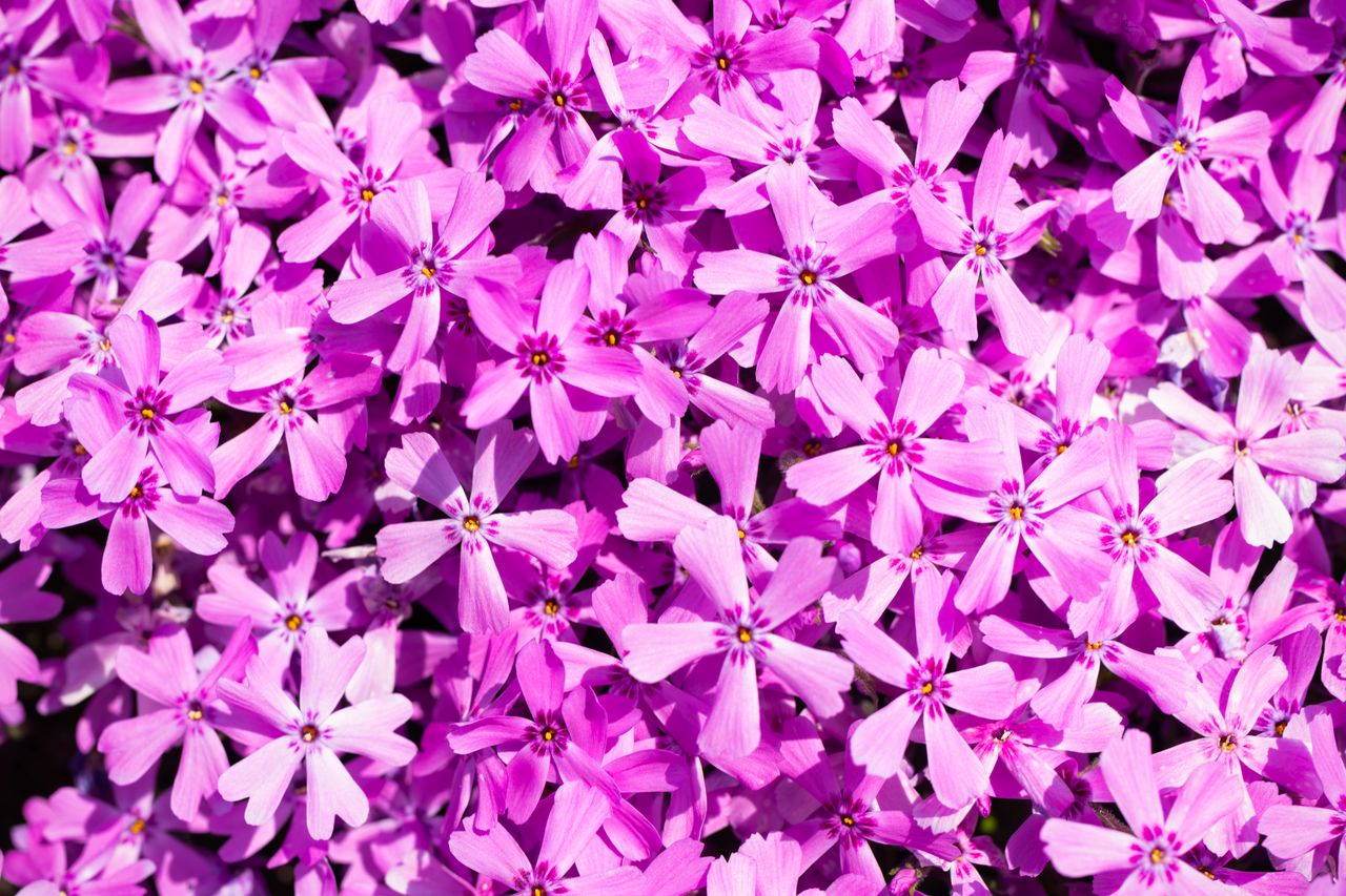 紫粉色的芝樱花