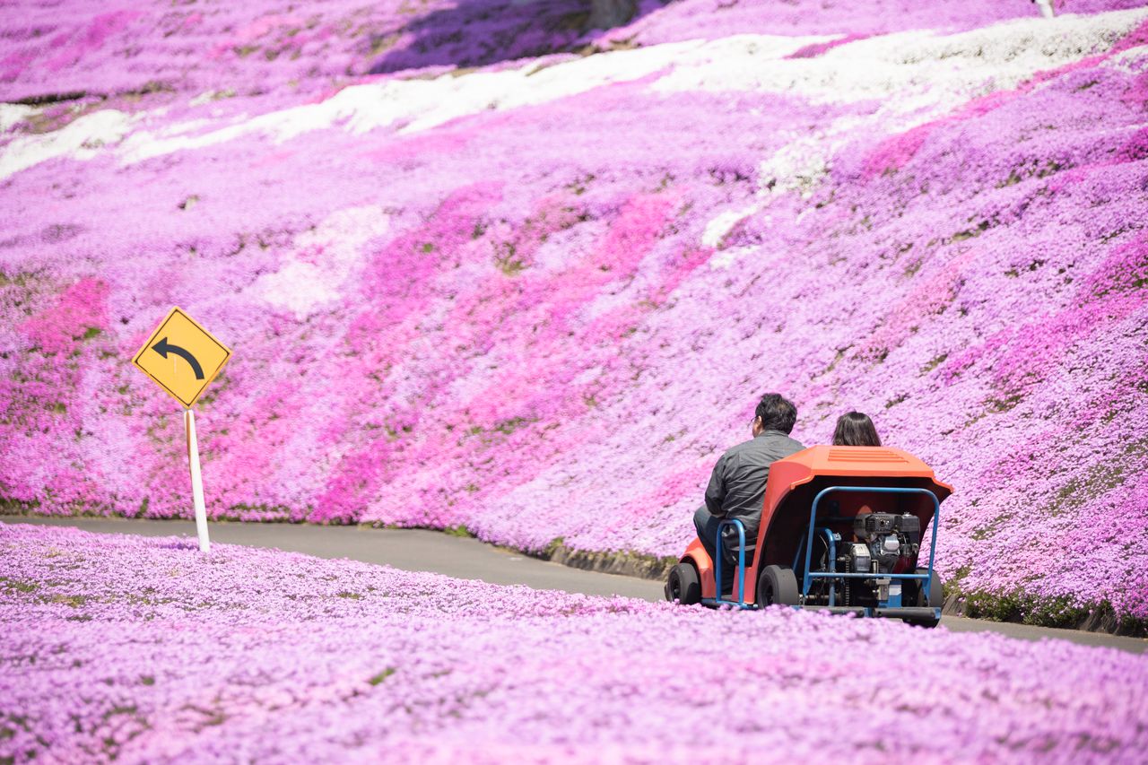 开卡丁车穿行在粉红色的花海中
