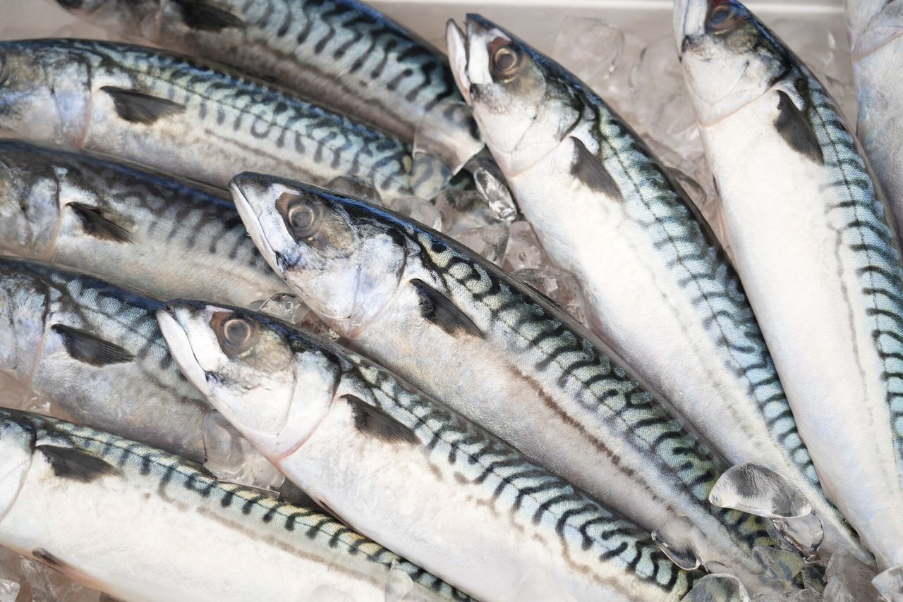 新鲜的挪威鲭鱼即将运往日本。其特点是鱼身带有清晰的条状斑纹（图片：挪威海产局）