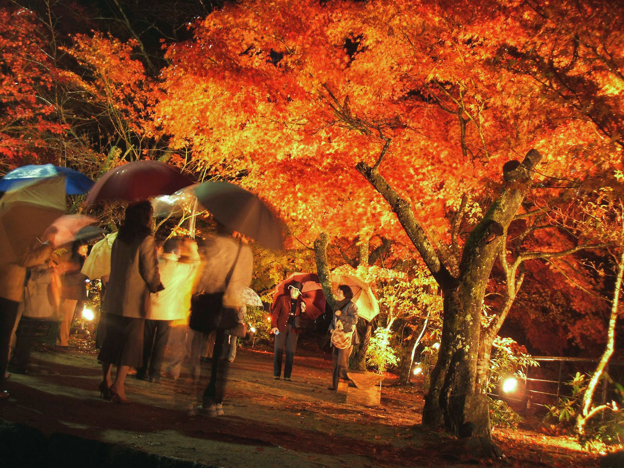 夜雨中，景观灯中的红叶林另有一番风情