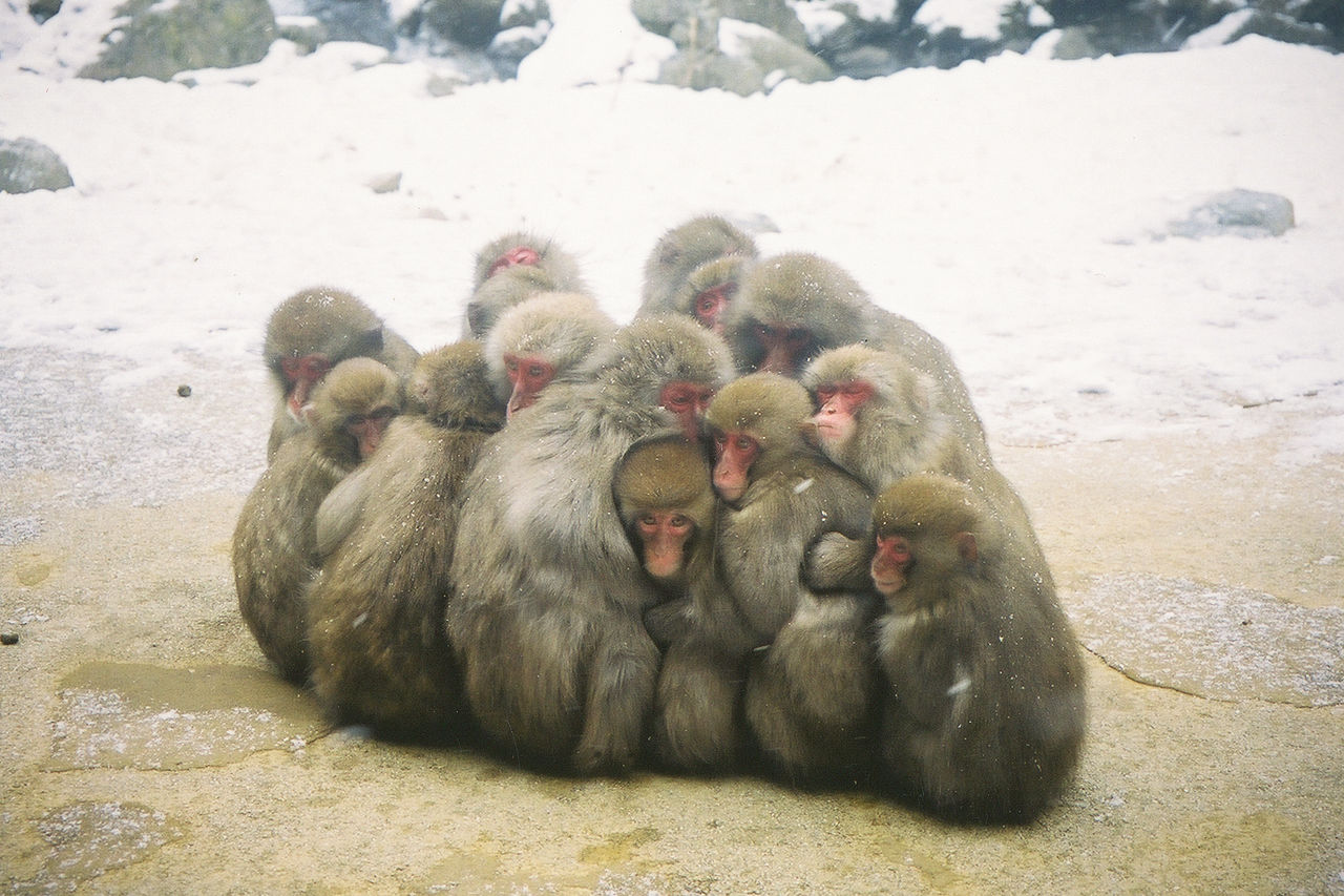 憨态可掬的日本猕猴