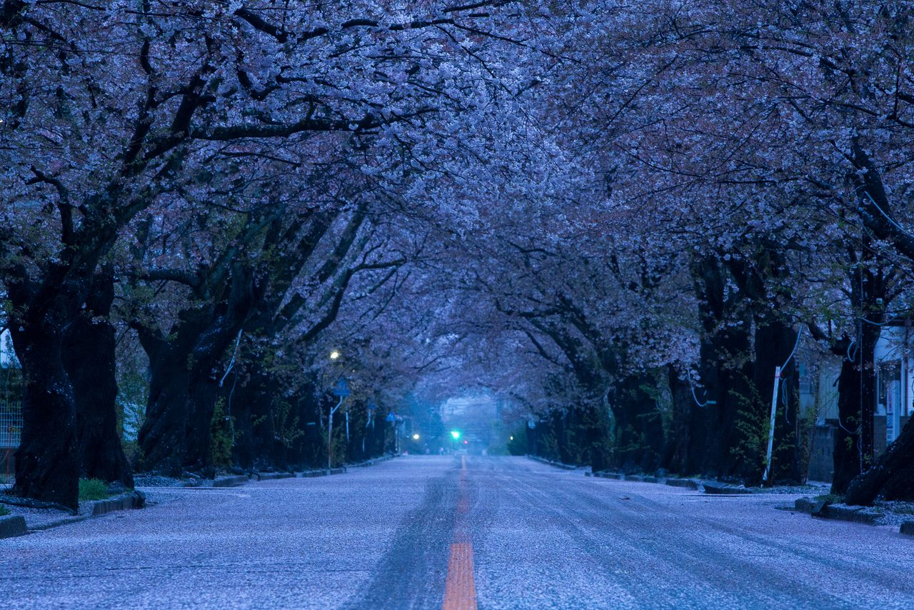 富冈町的夜之森公园、樱花树林荫道 选自《插座的另一头》