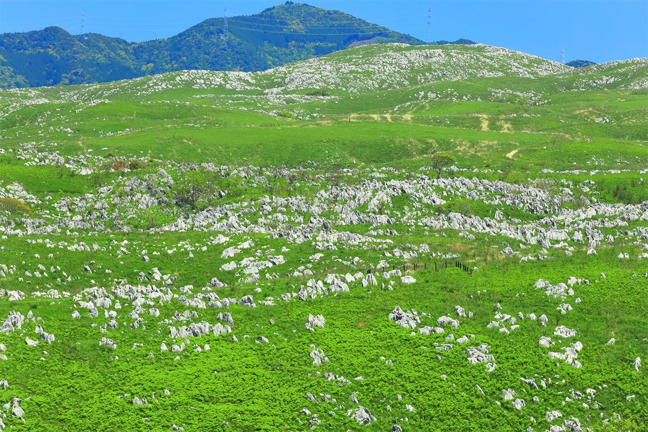 秋吉台的喀斯特地貌 ©PIXTA