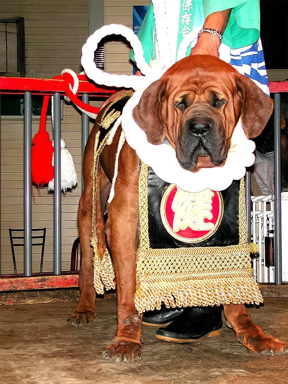 土佐犬是源自高知县的一种斗犬 ©PIXTA