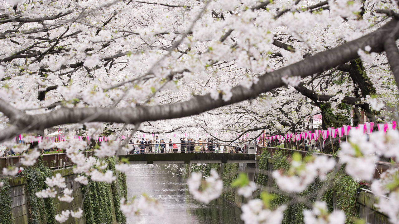 樱花盛开时节，专家为你传授如何赏樱| Nippon.com
