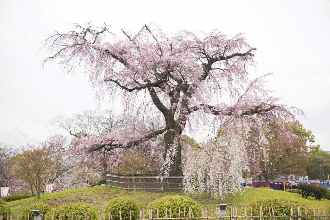 京都圆山公园的枝垂樱。枝垂樱是江户彼岸的一种