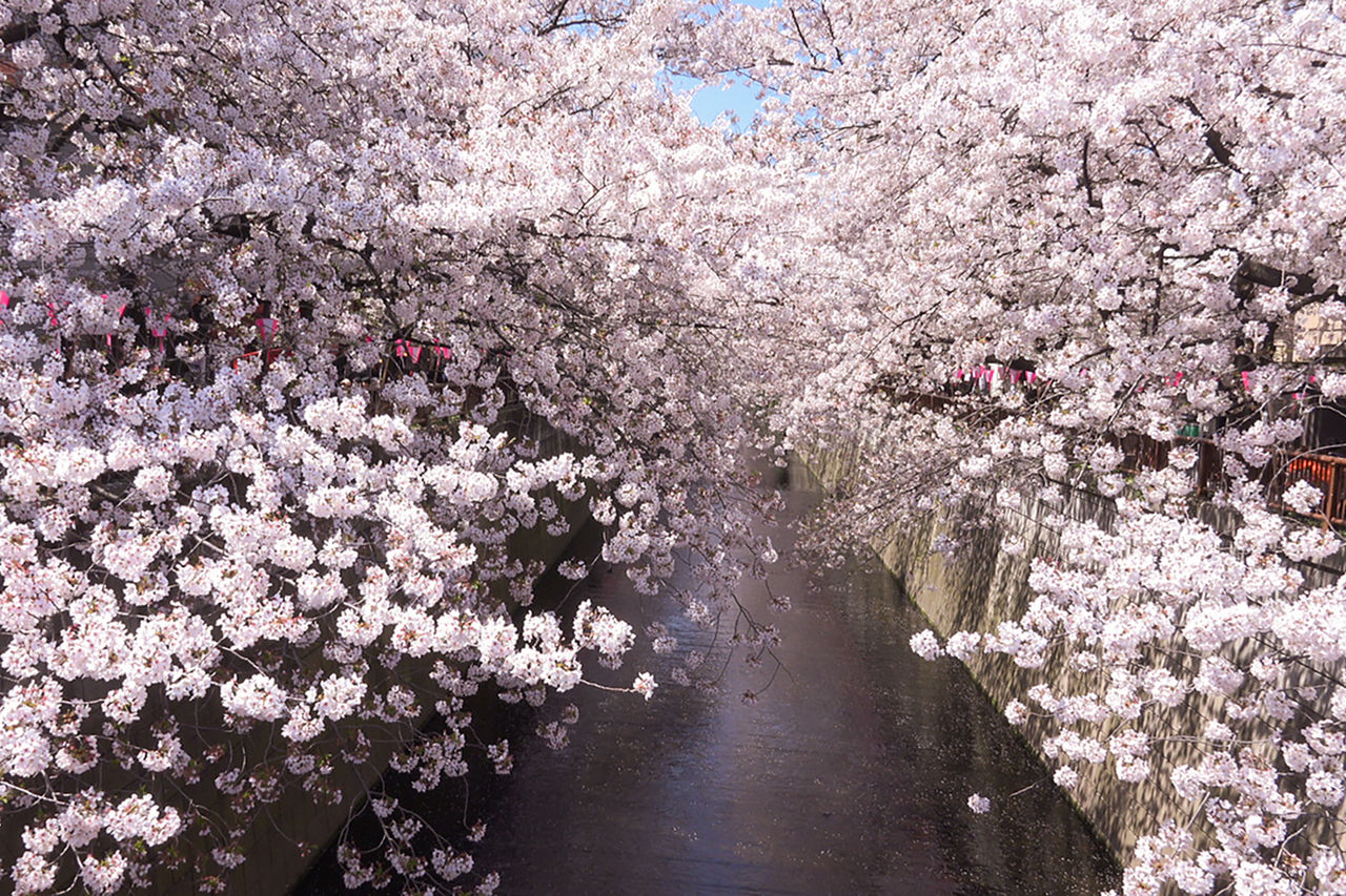 东京目黑川沿岸的樱花。观赏水面“花筏”的好去处