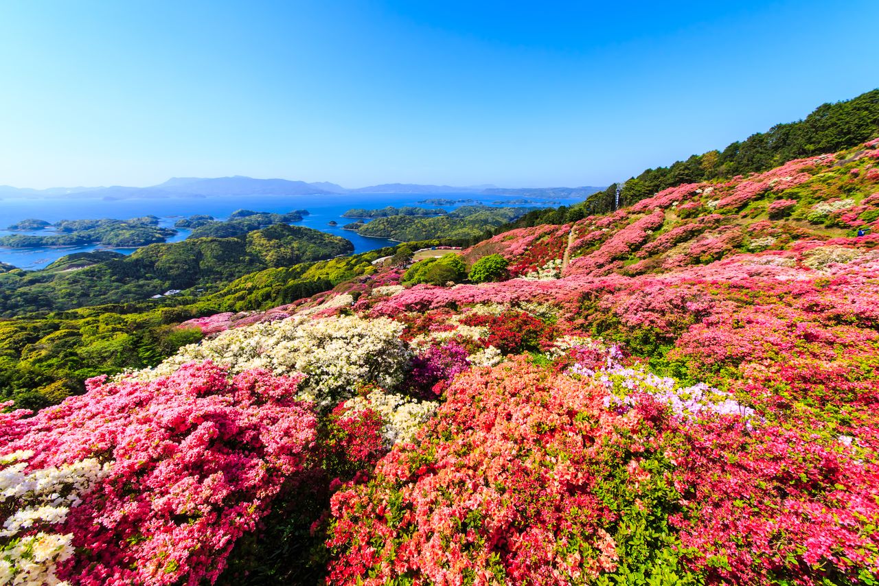 长串山公园的杜鹃花海及远方的北九十九岛（图片：PIXTA）