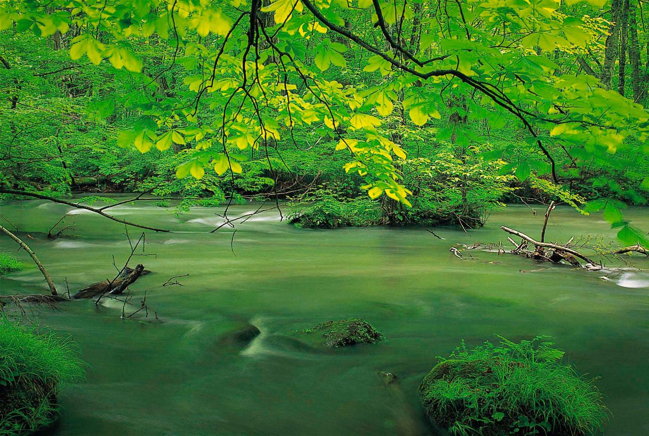 春寒未尽的新绿时节的奥入濑溪流（图片：青森县观光联盟）