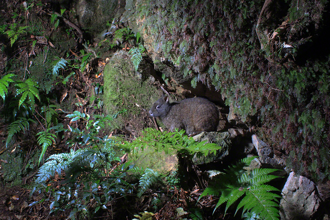 我第一次在岩洞前发现了琉球兔。后来的一切都是从这里开始的。这是一个令我印象深刻的地方。在那之前我经历了多次失败，仍然锲而不舍，最终成功拍摄到琉球兔