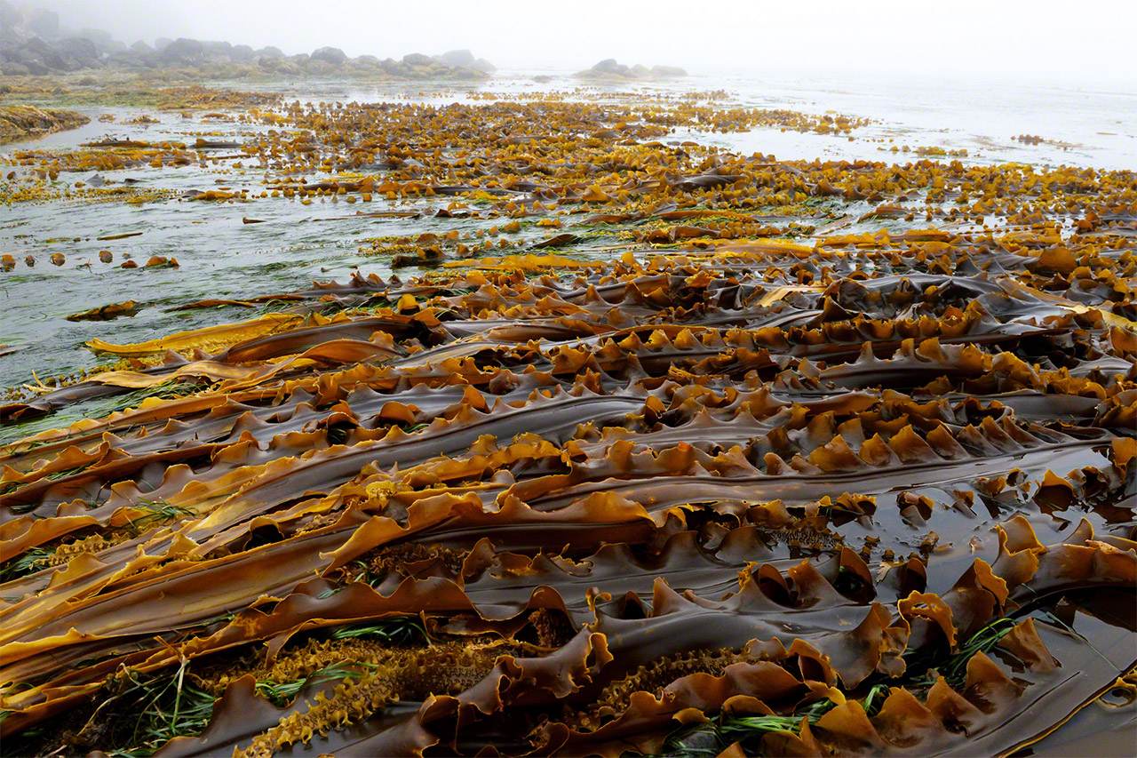 退潮时出现在海面上的野生海带，长度超过3米（厚岸）
