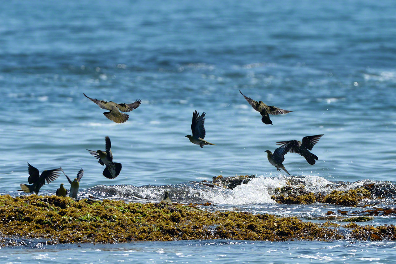 红翅绿鸠有喝海水的特殊习性，为了在太平洋沿岸附近的森林里养育幼鸟而迁徙至北海道