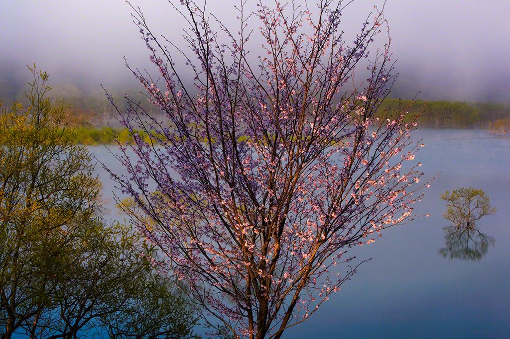 7.“Cherry Tree (Prunus sargentii) in the Mist.” Taken by Lin Meiki, 2011. © Lin Meiki.