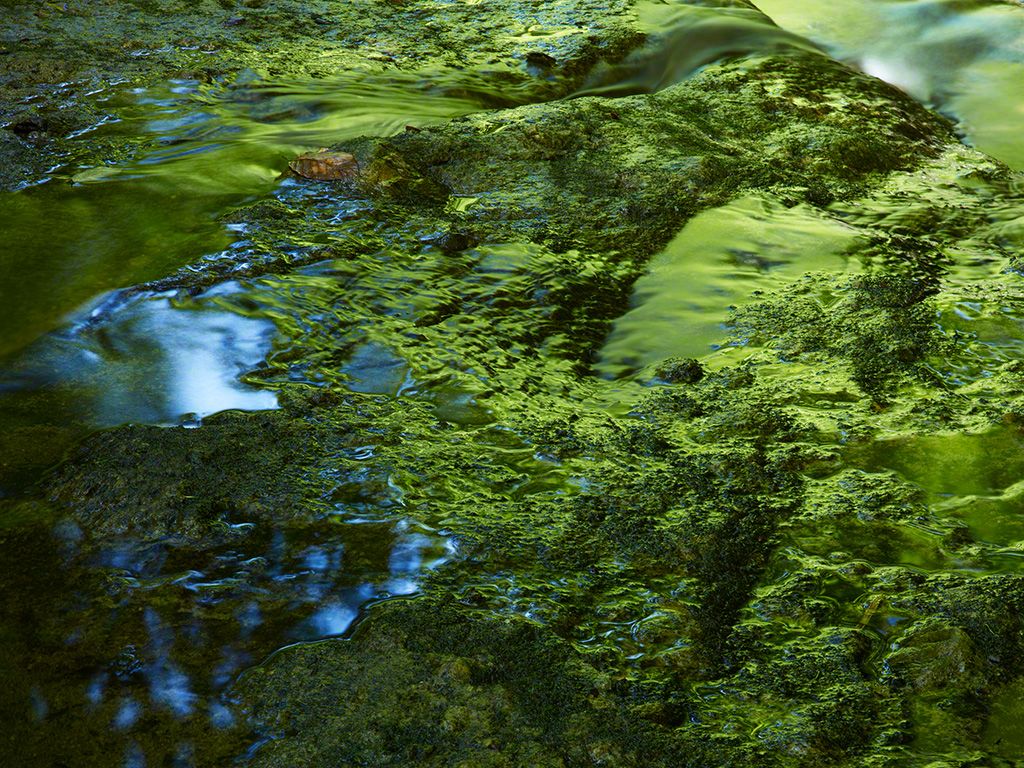8.“Reflection of Green Beech Woods.” Taken by Lin Meiki, 2011. © Lin Meiki.