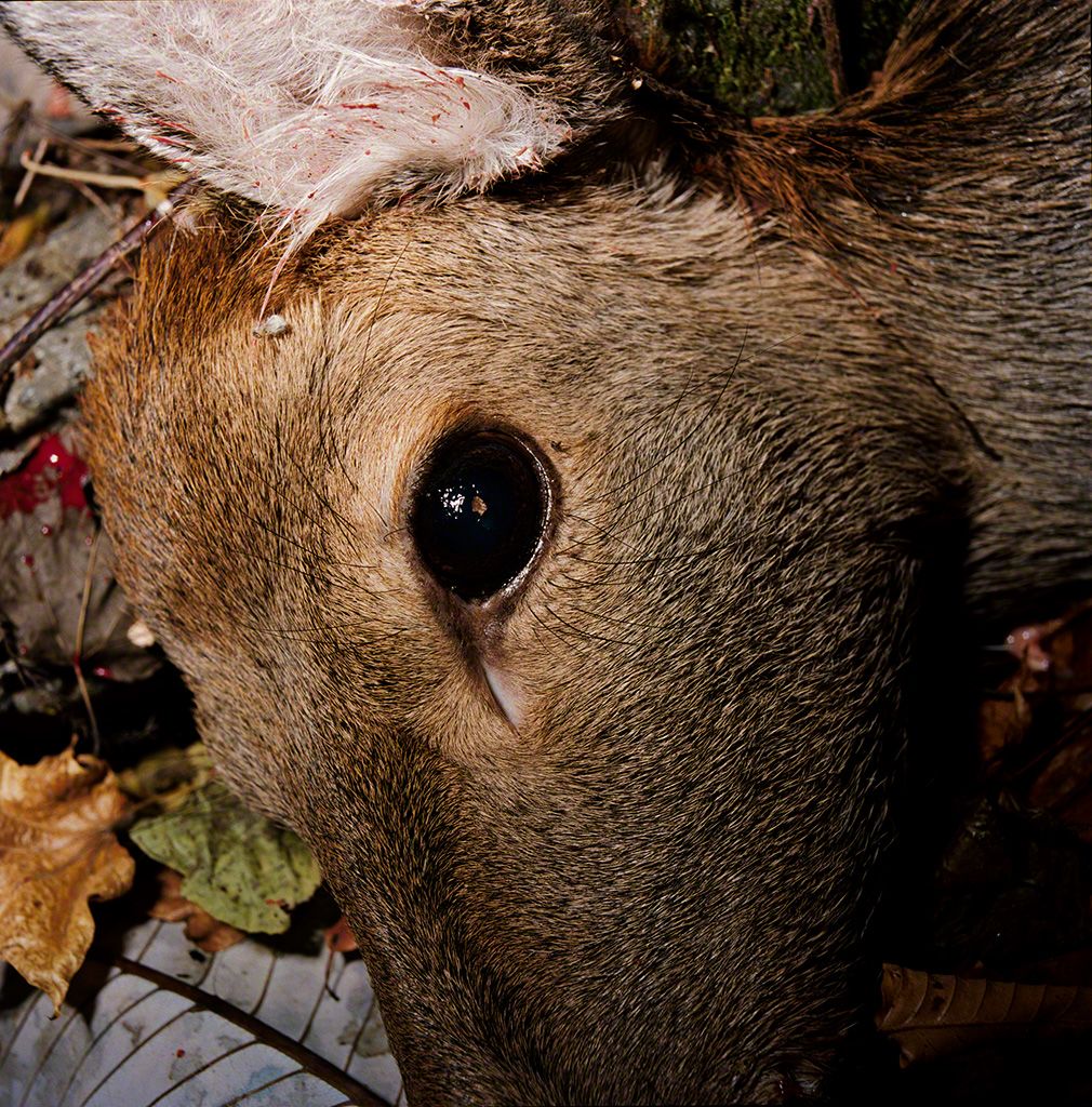 9.“A Deer Shot Dead, November 2009, Kamaishi, Iwate.” Taken by Tatsuki Masaru, 2009. © Tatsuki Masaru.