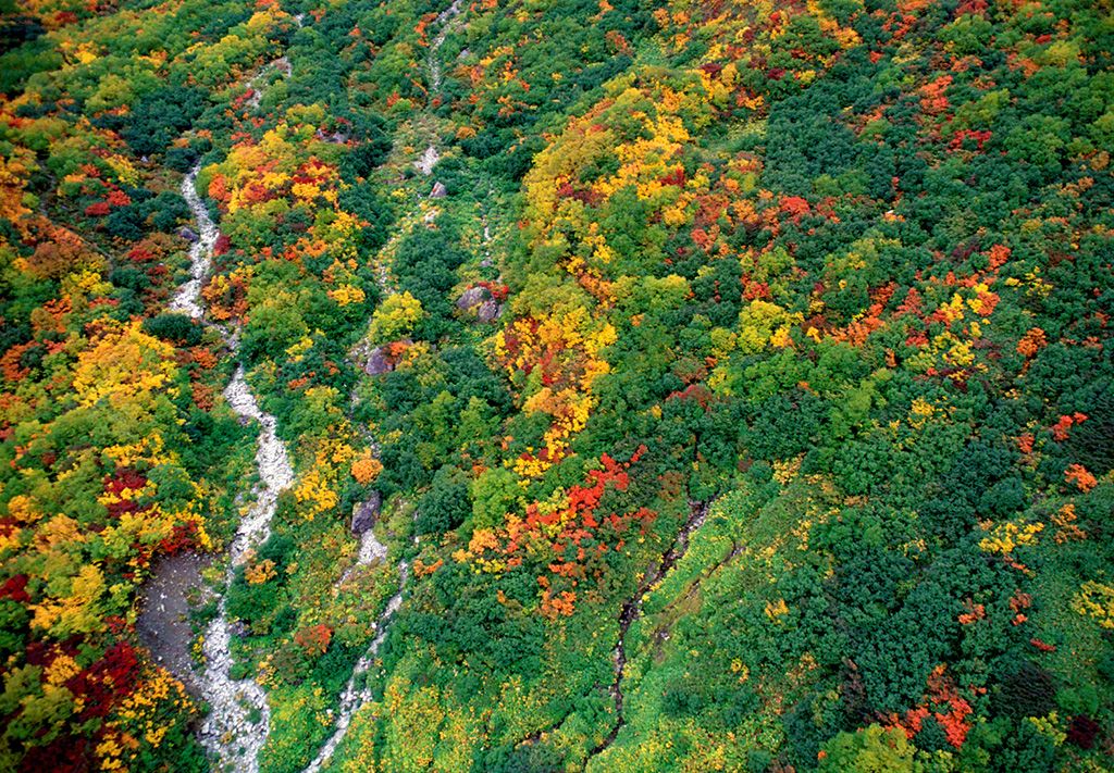 立山东面平缓的山坡“tanbo平”上红枫满目（10月）