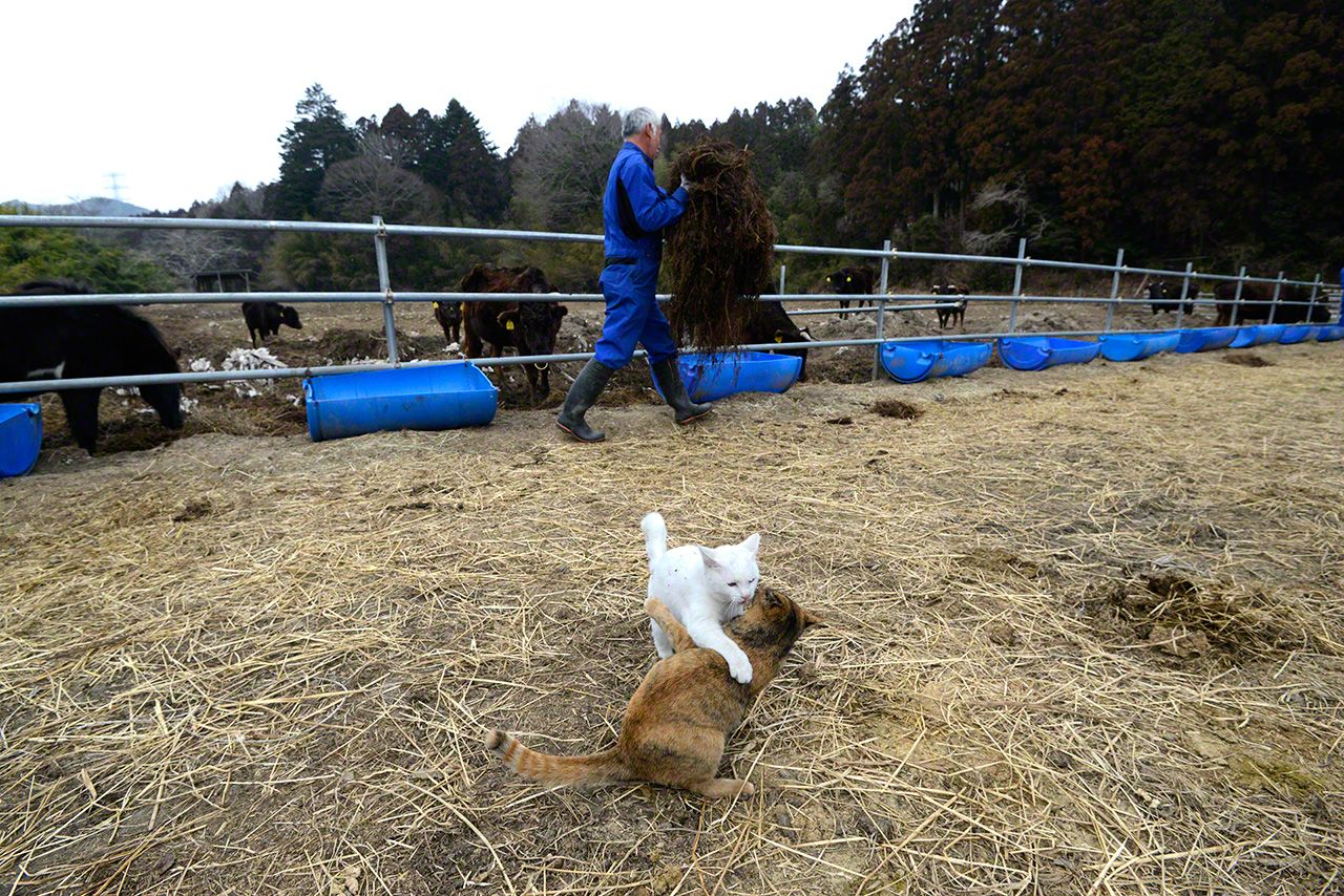 松村先生去照顾牛的时候，两姐妹或者自己玩耍，或者睡个午觉，等着他回家