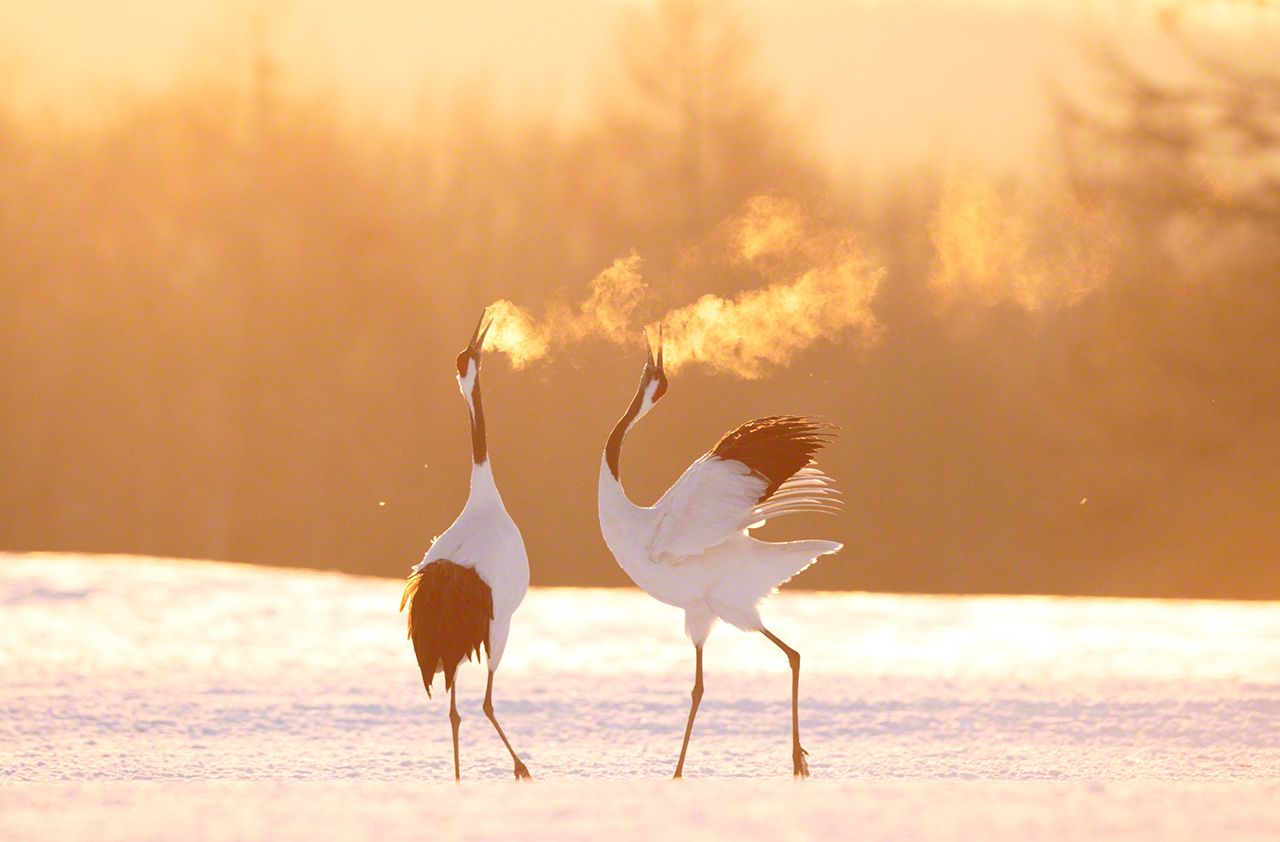 寒冬的清晨，沐浴着朝阳引吭对鸣的一对丹顶鹤（1月）