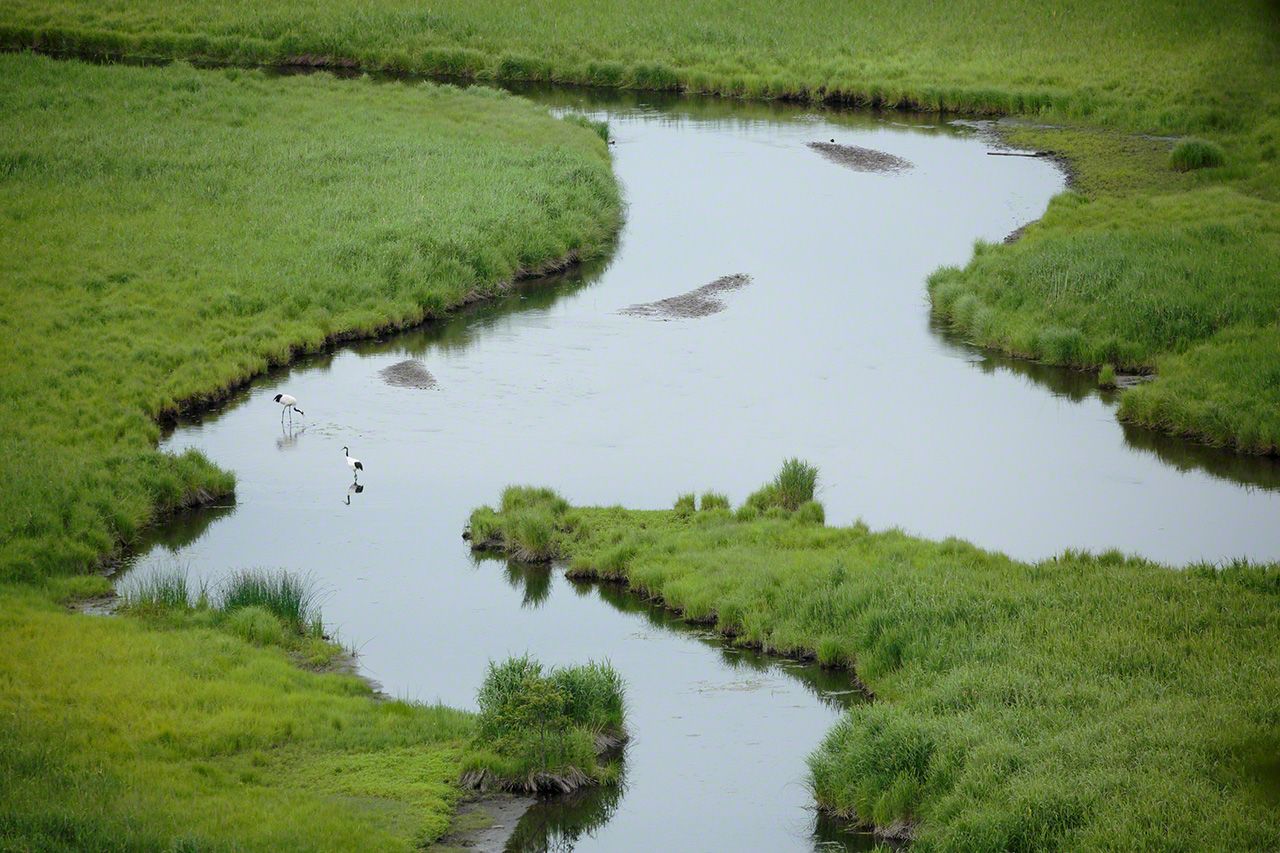 亭亭玉立在一望无际的钏路湿地国立公园的河流中（7月）