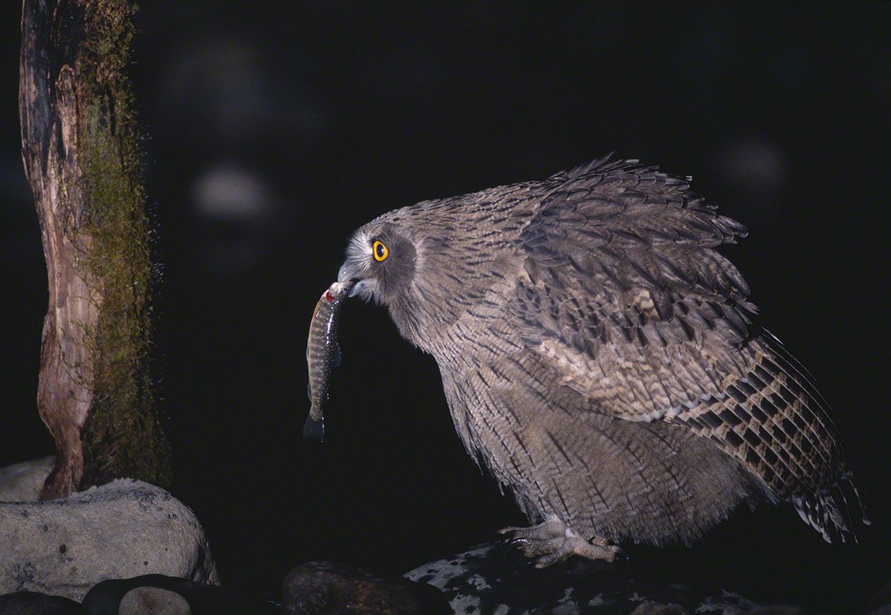 毛腿渔鸮也叫“Fish Owl”。这次收获的猎物似乎是花羔红点鲑