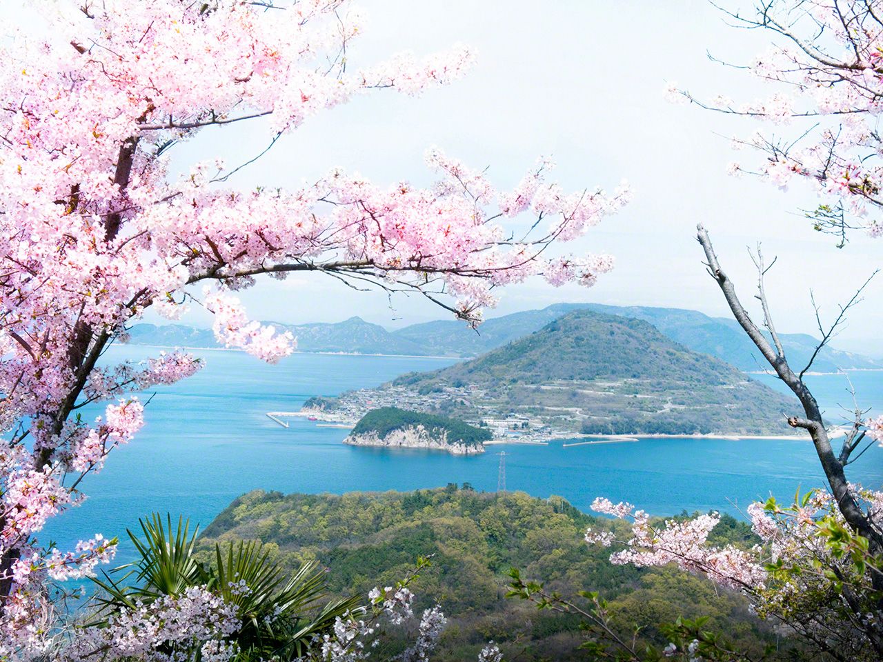 隔着盛开的樱花，遥望男木岛全景（从女木岛眺望）